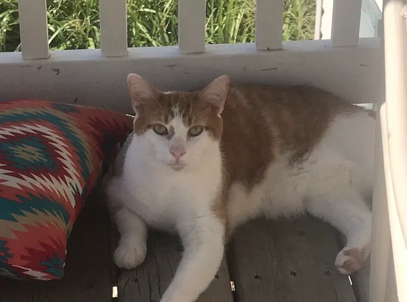Lost cat in Evansville, IN, 47715