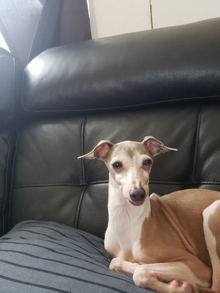 Lost dog in Kissimmee, FL, 34741