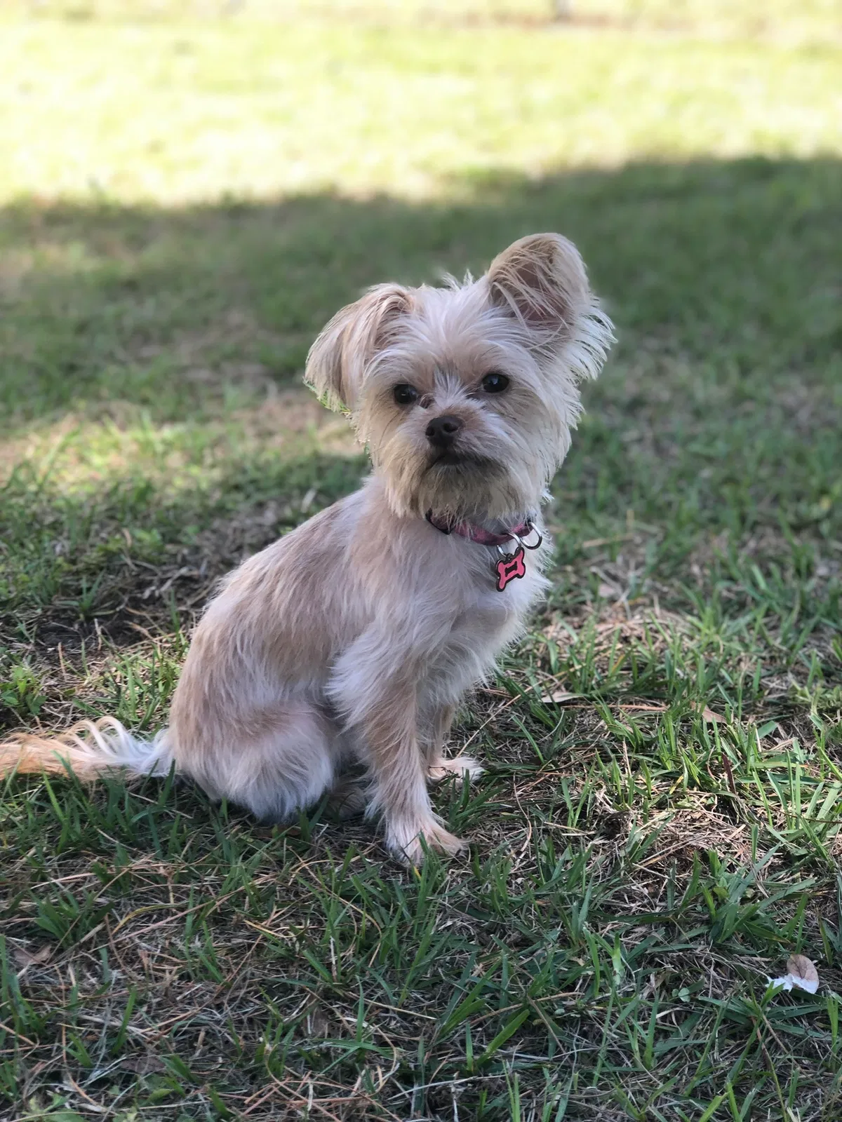 Lost dog in Kissimmee, FL, 34744