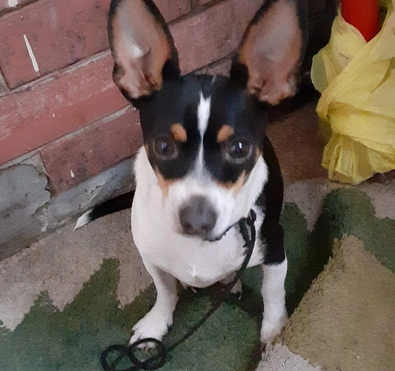Lost dog in Grand Island, NE, 68803