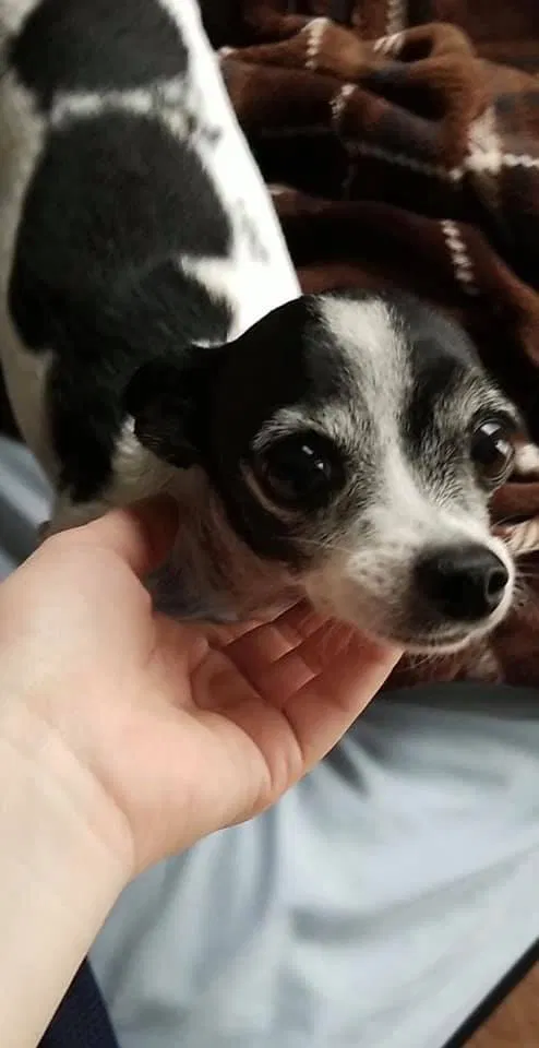 Lost dog in Georgetown, TX, 78626