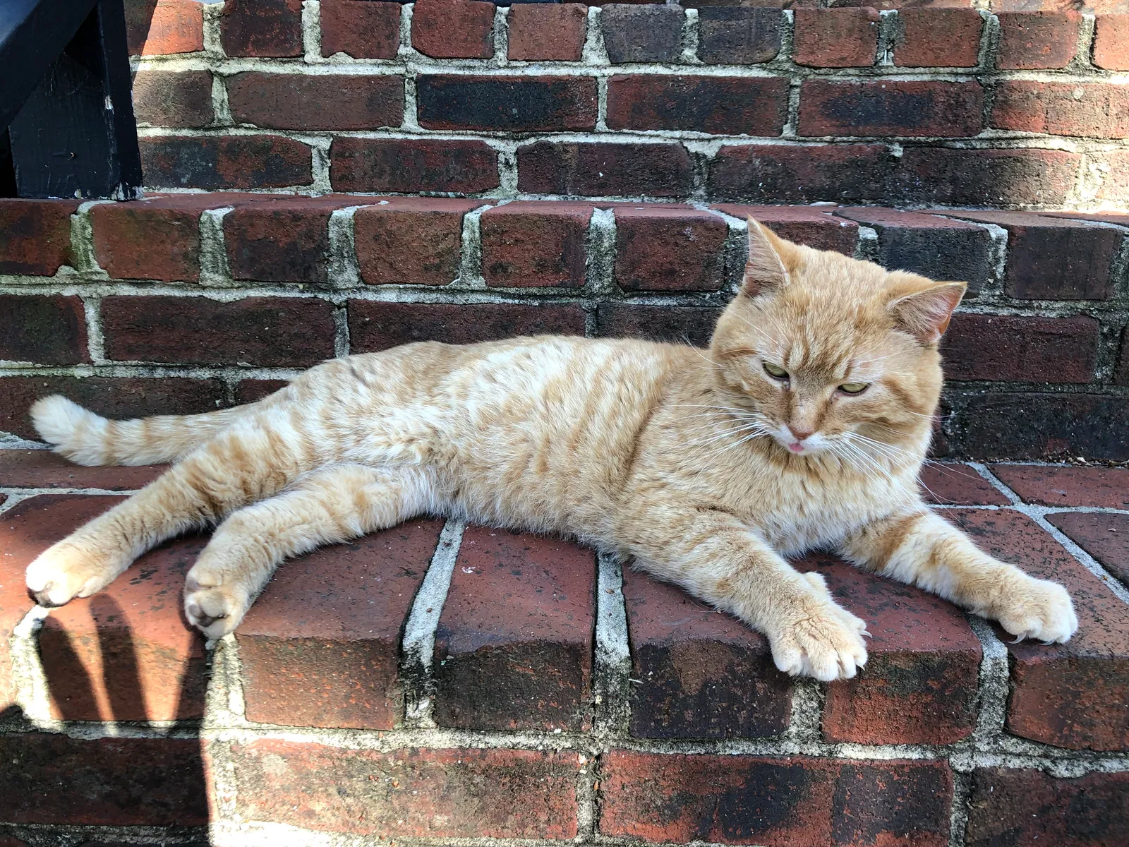 Lost cat in Kingsport, TN, 37664