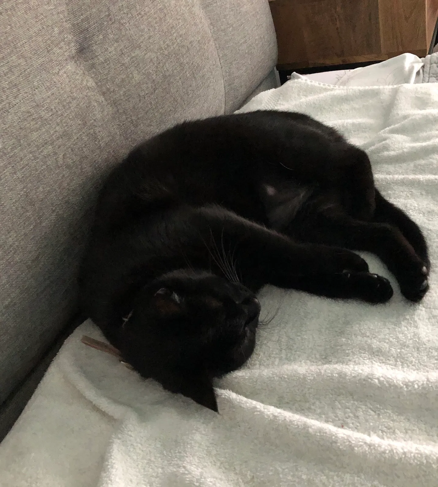 Lost cat in Oviedo, FL, 32765