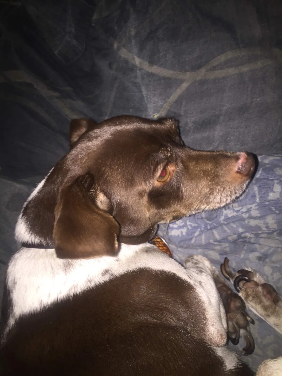 Lost dog in Orlando, FL, 32811