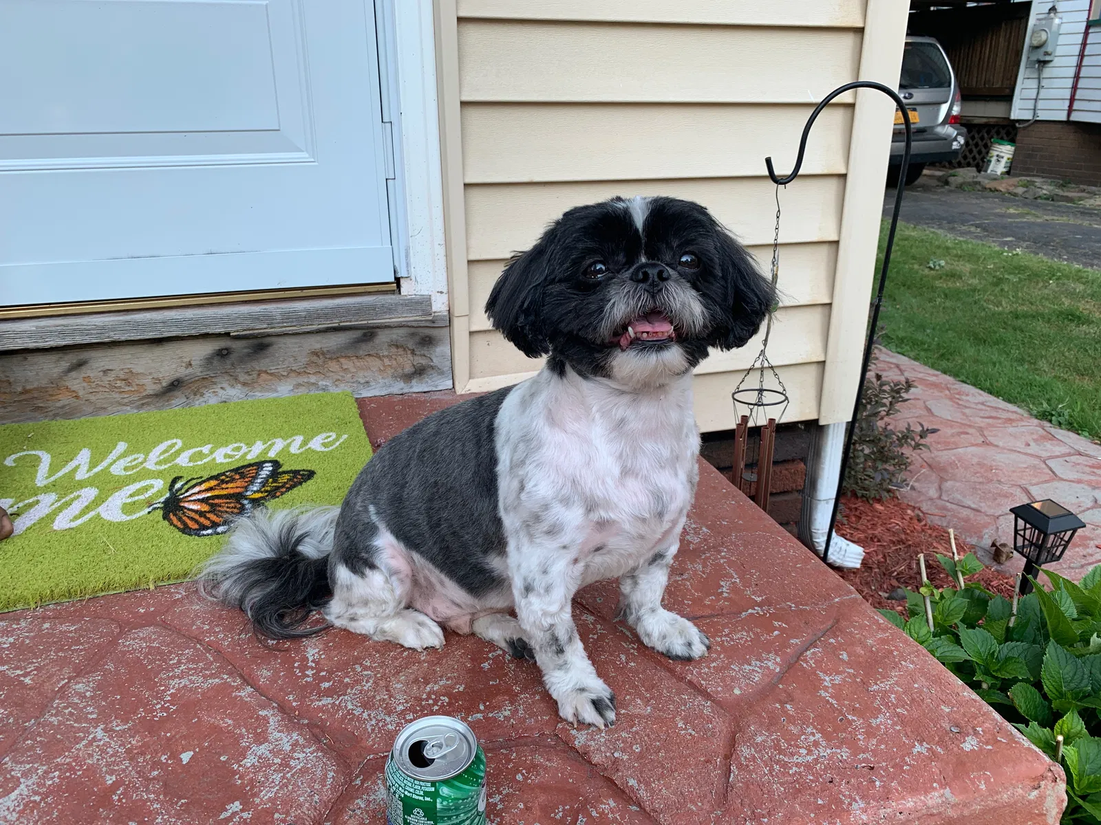 Lost dog in Rochester, NY, 14619