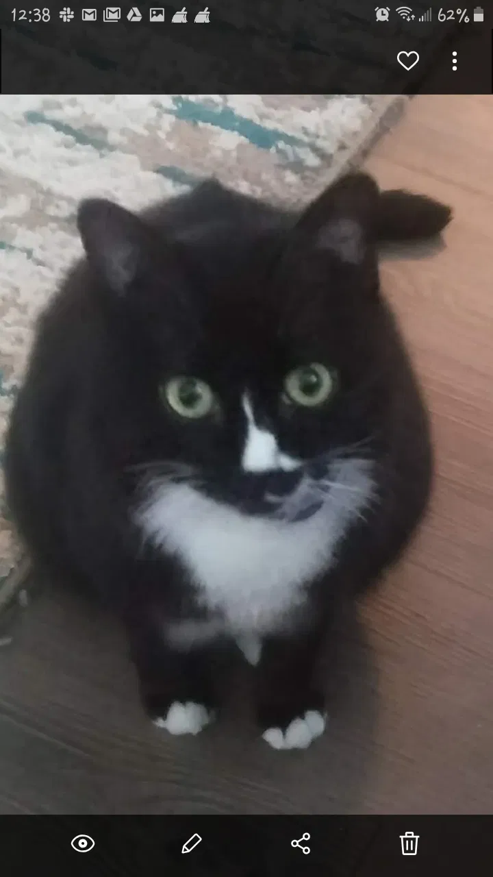 Lost cat in Buford, GA, 30518