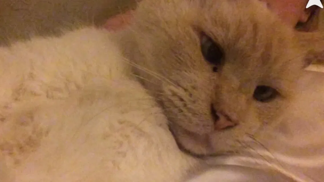 Lost cat in Albuquerque, NM, 87112