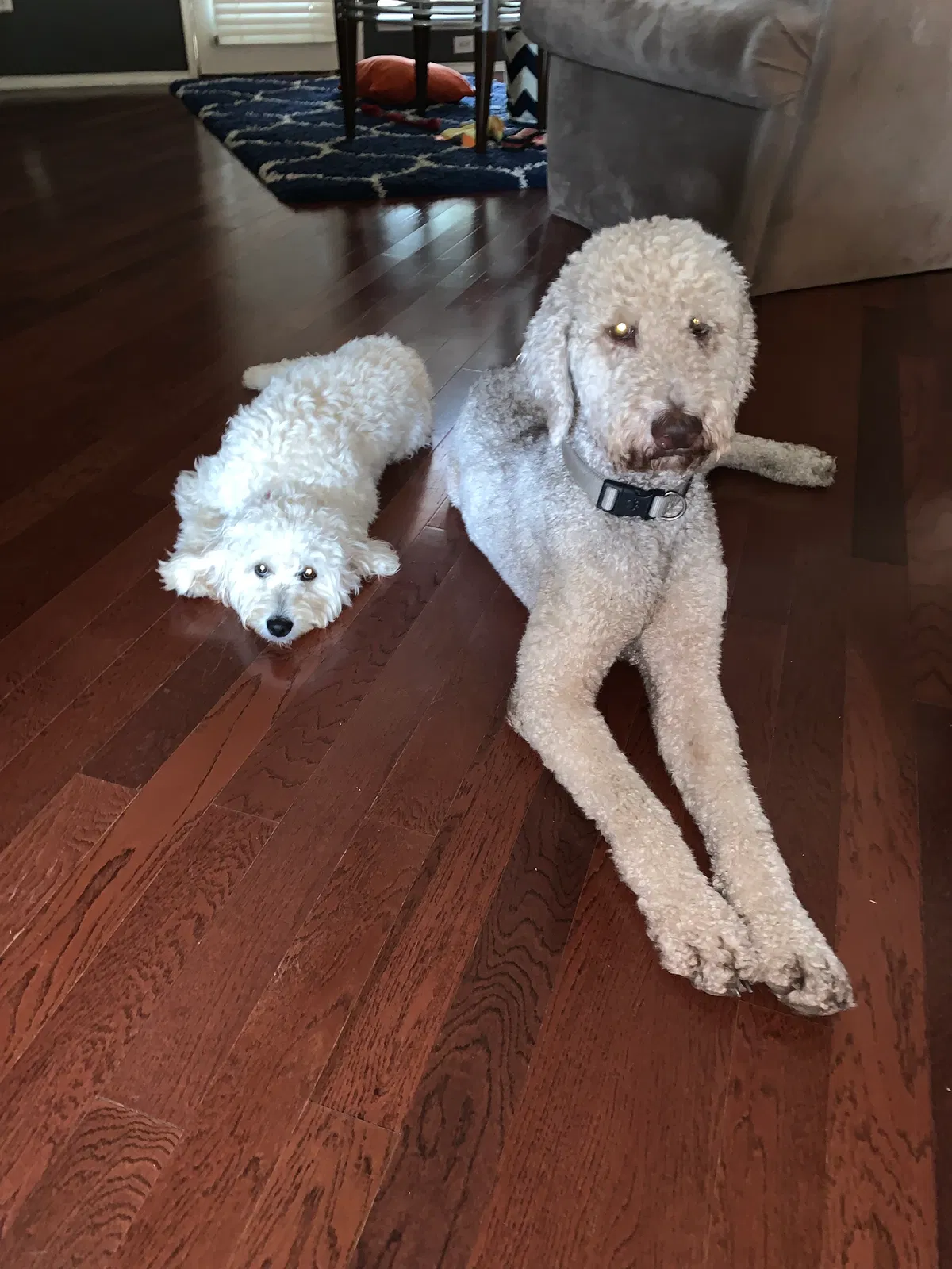 Lost dog in Tyler, TX, 75702
