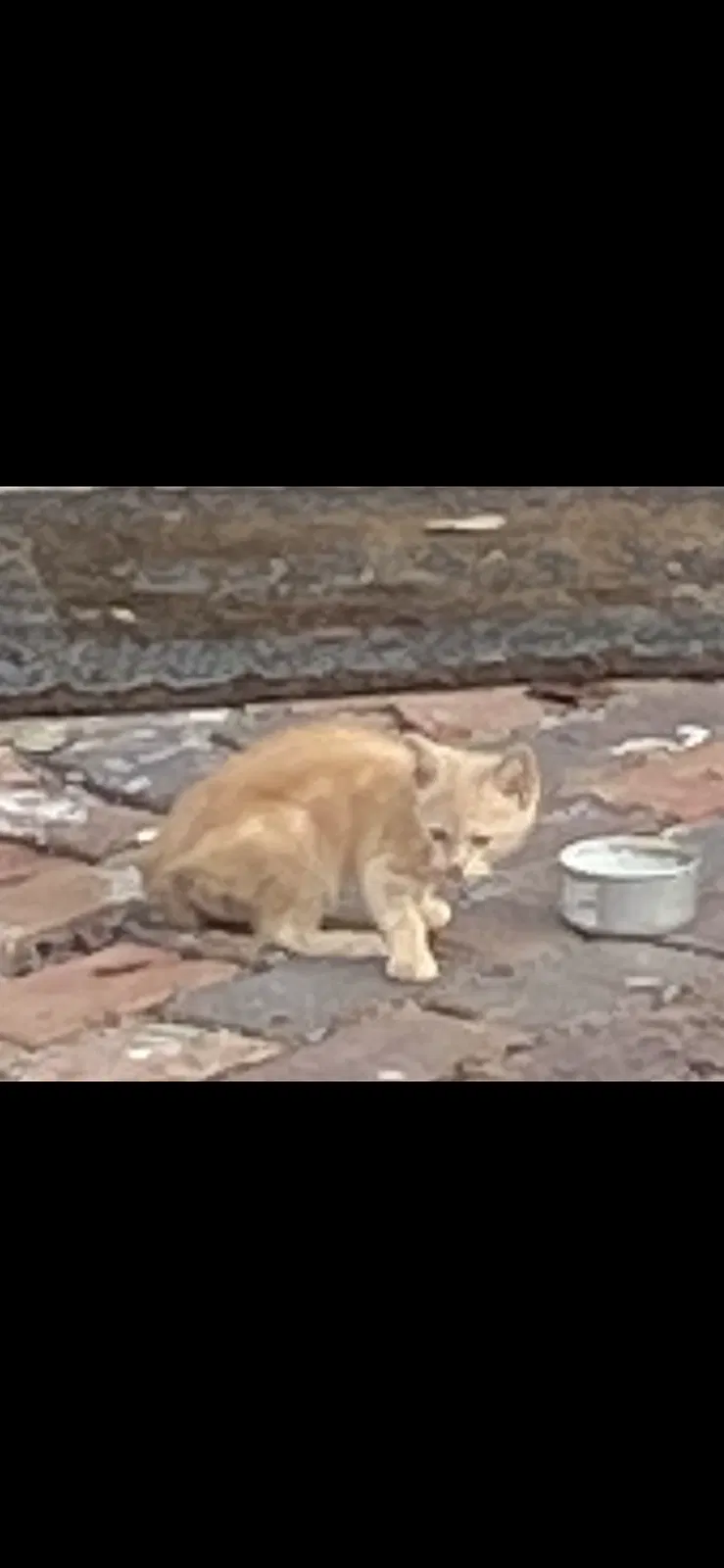 Lost cat in Jacksonville, FL, 32210