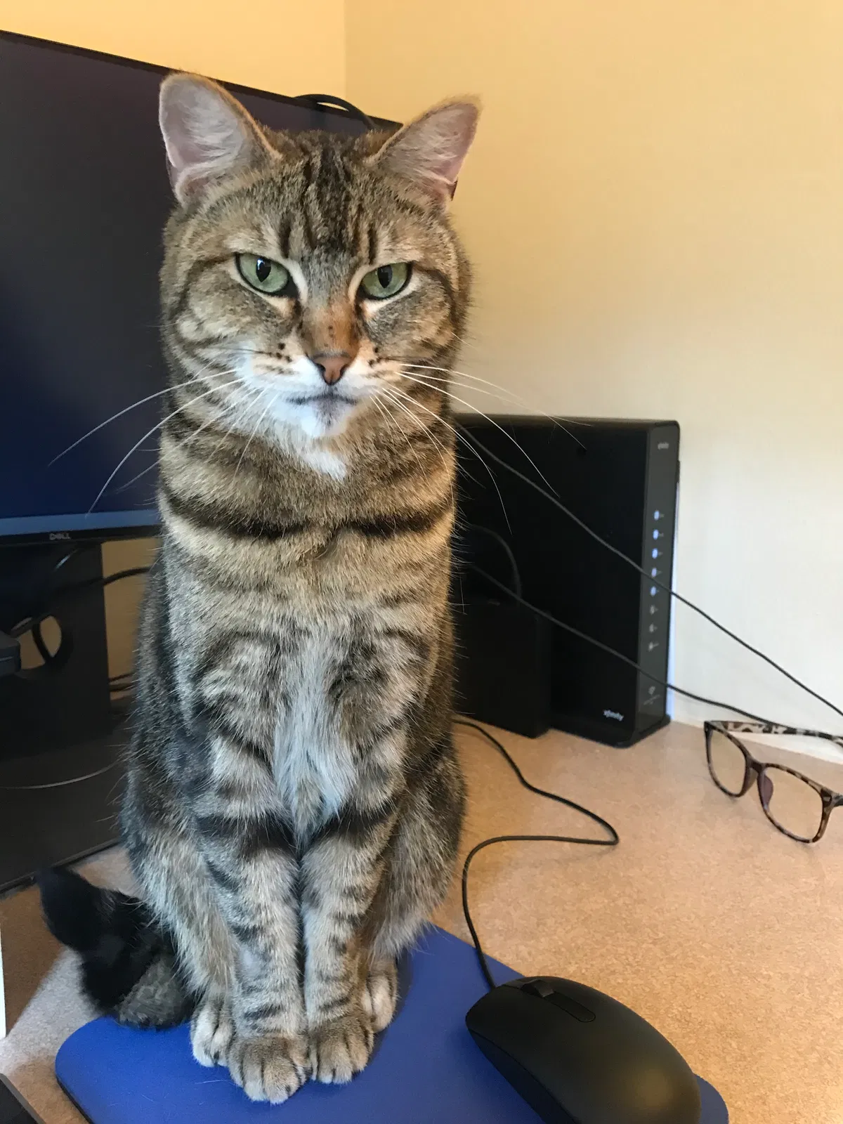 Lost cat in Bellingham, WA, 98226