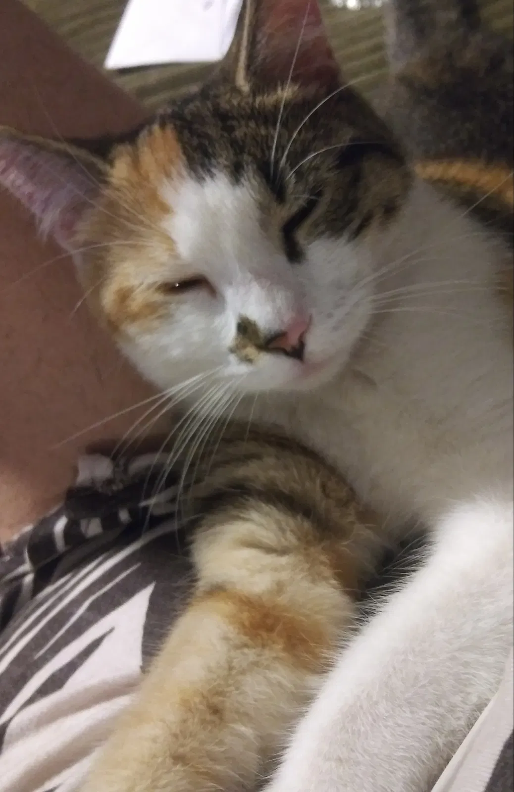Lost cat in Silver Springs, FL, 34488