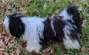 Lost dog in Katy, TX, 77450