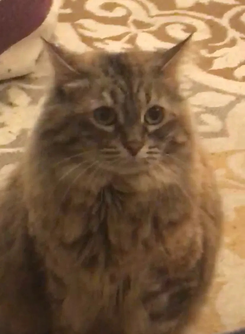 Lost cat in Verona, WI, 53593