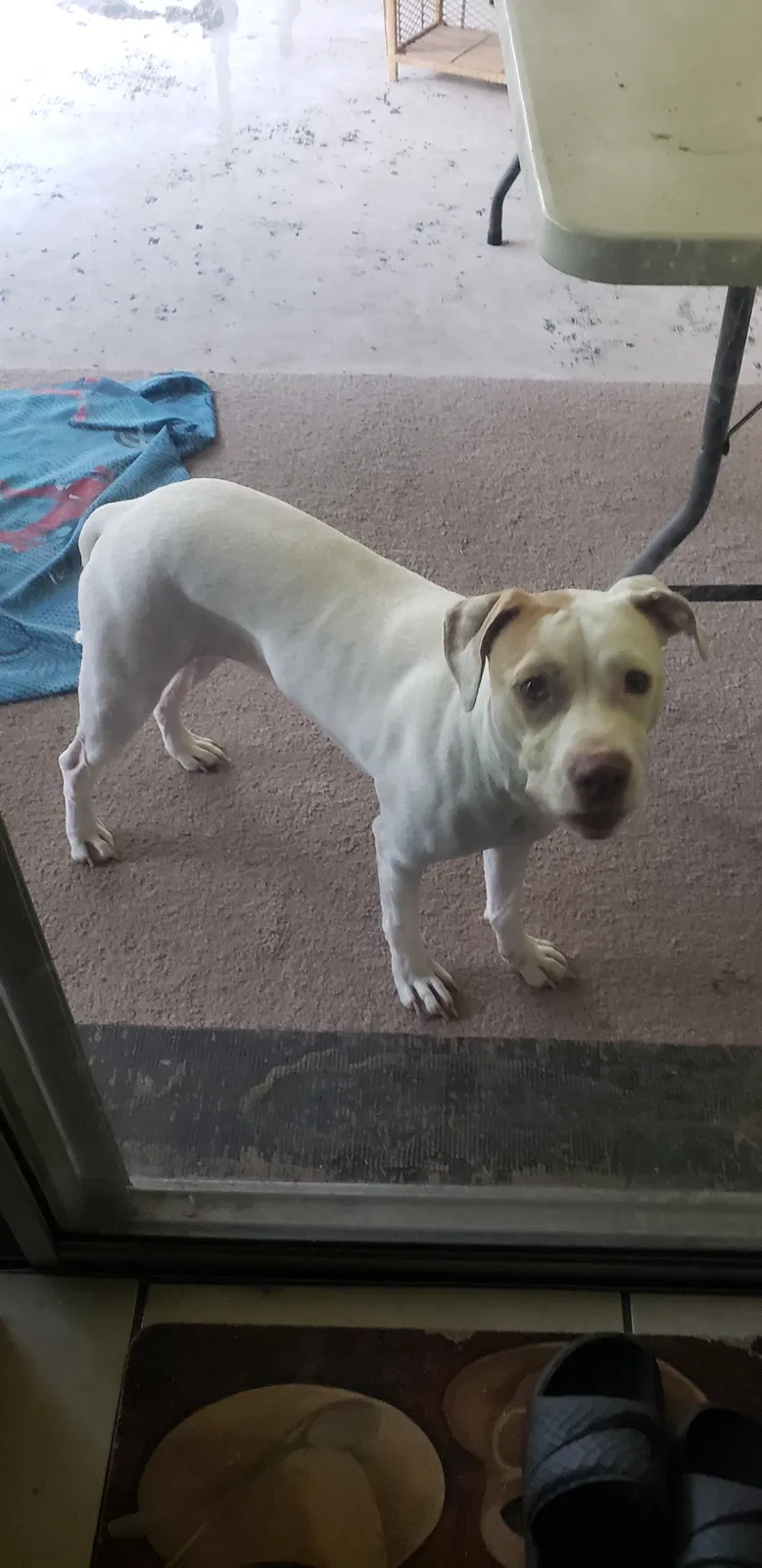 Found dog in Deltona, FL, 32725