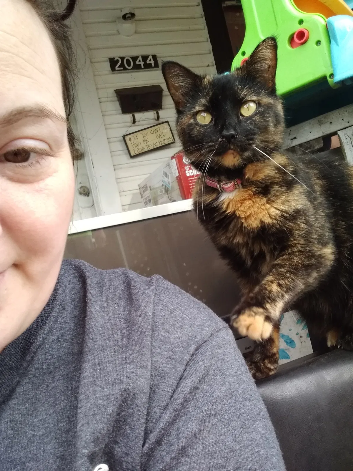 Lost cat in Springfield, MO, 65803
