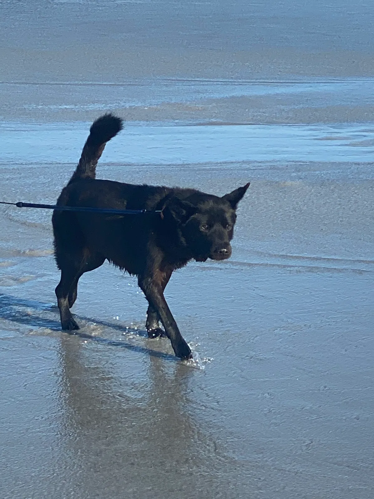 Lost dog in Jacksonville, FL, 32224