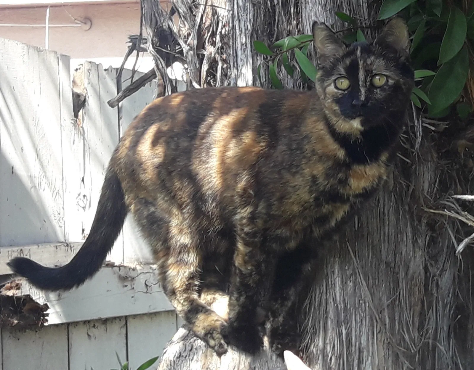 Lost cat in Long Beach, CA, 90805