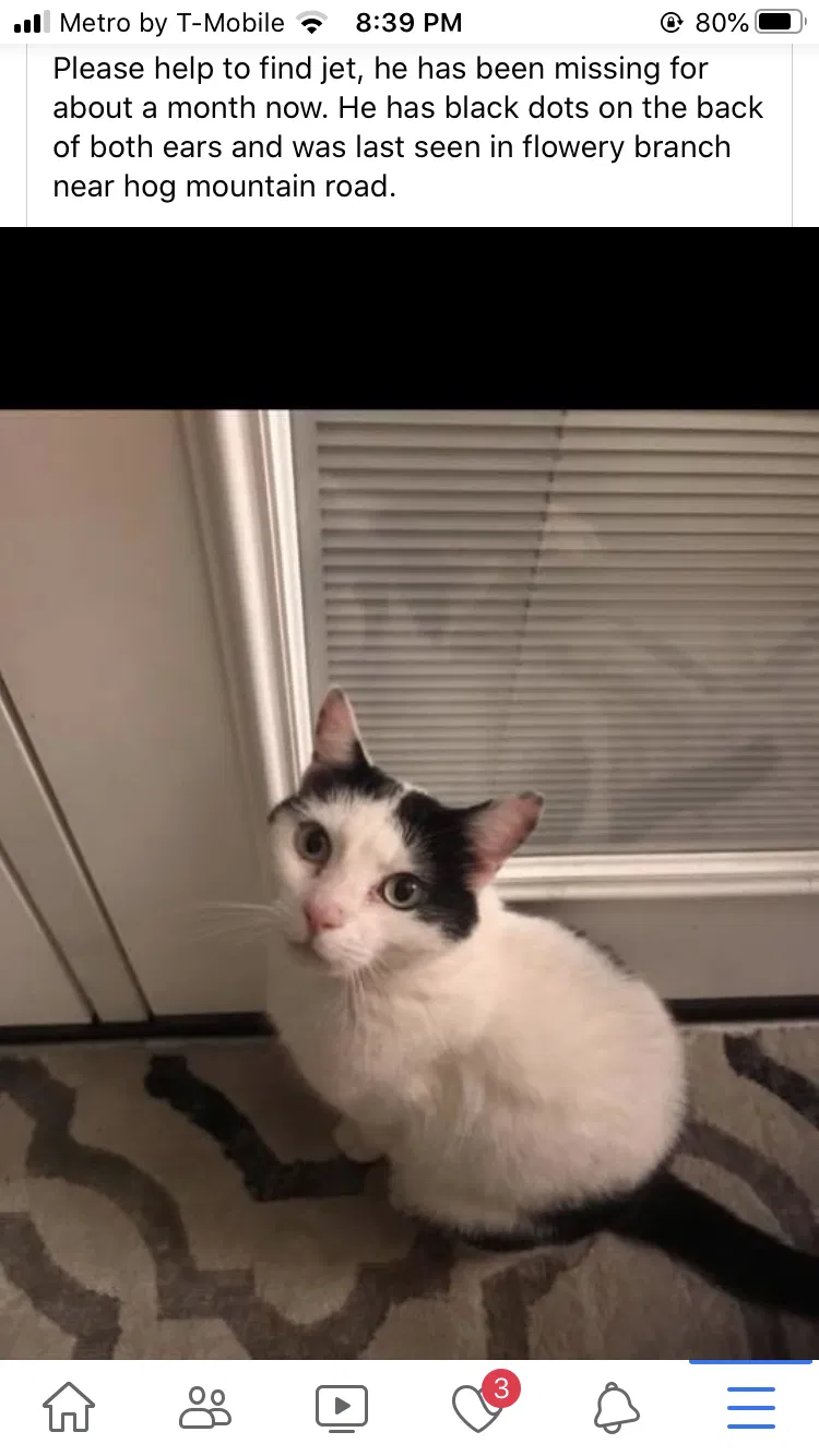 Lost cat in Flowery Branch, GA, 30542