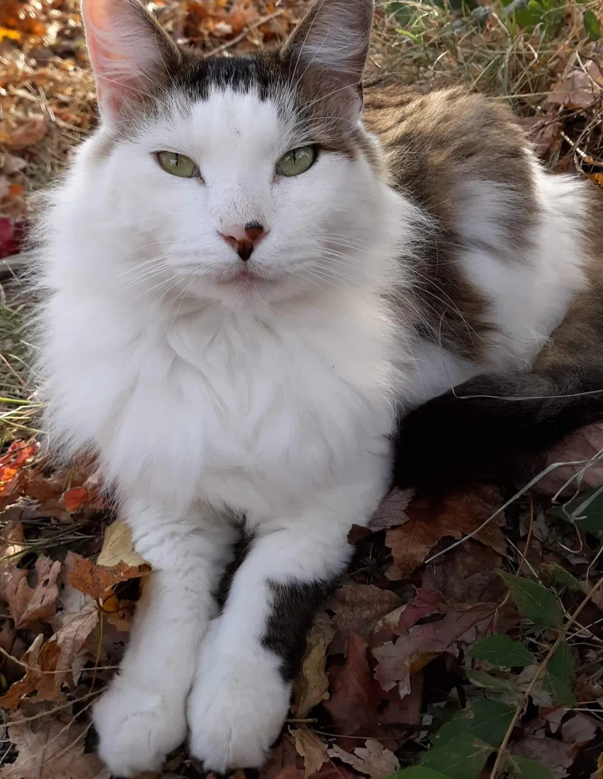 Lost cat in Rogers, AR, 72758
