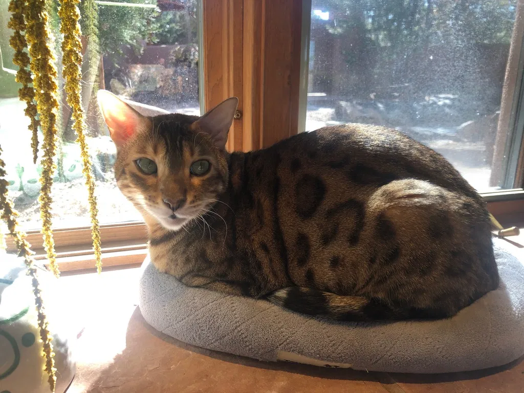 Lost cat in Santa Fe, NM, 87506