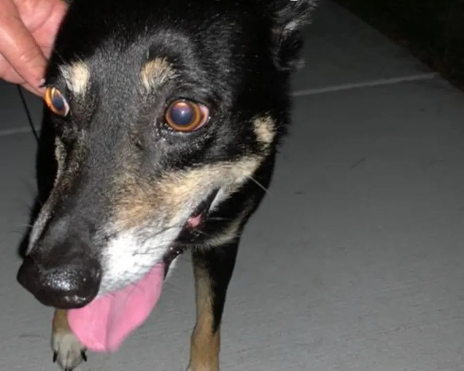 Lost dog in Springfield, MO, 65802