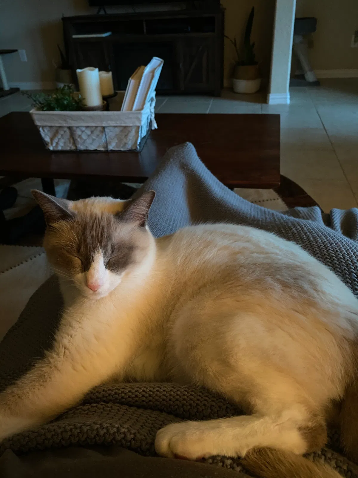 Lost cat in New Braunfels, TX, 78130