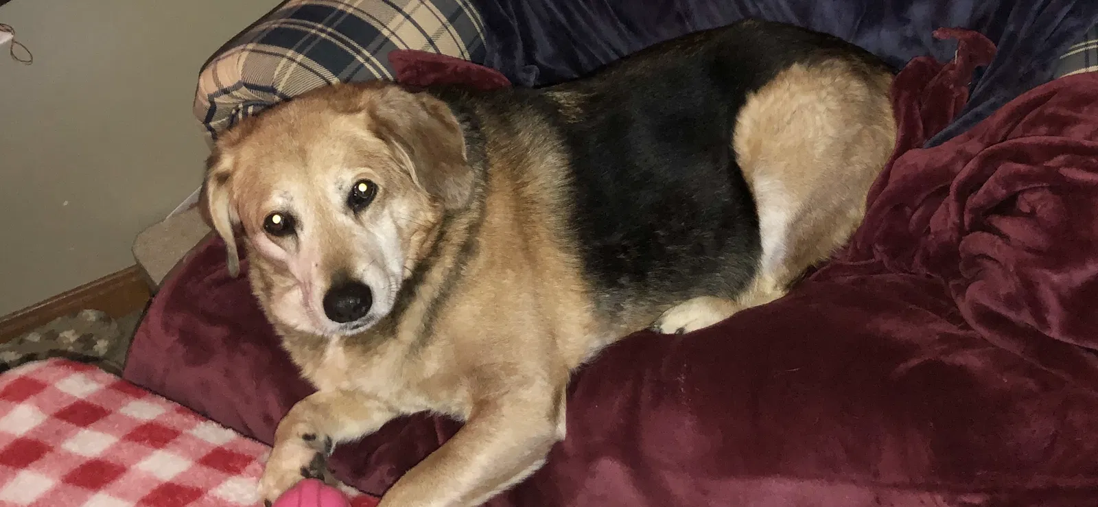 Lost dog in Evansville, IN, 47714
