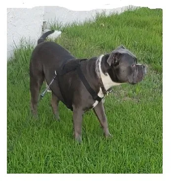 Lost dog in Carmichael, CA, 95608