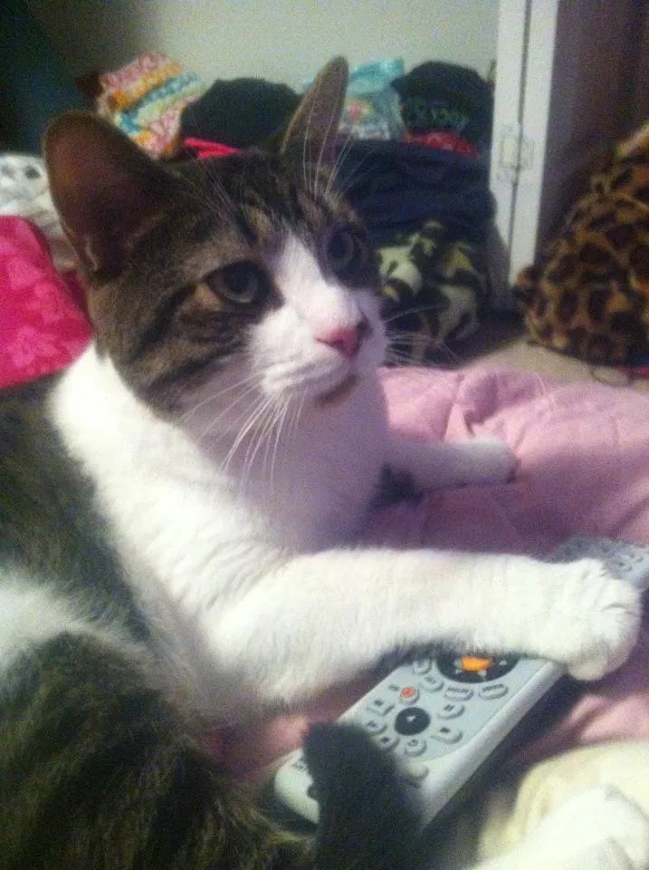 Lost cat in Brunswick, OH, 44212