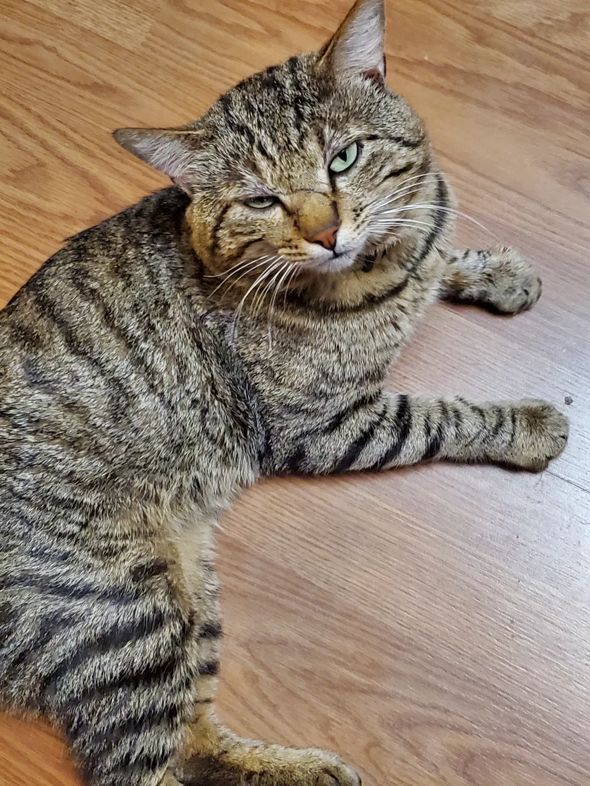 Lost cat in Schuylerville, NY, 12871