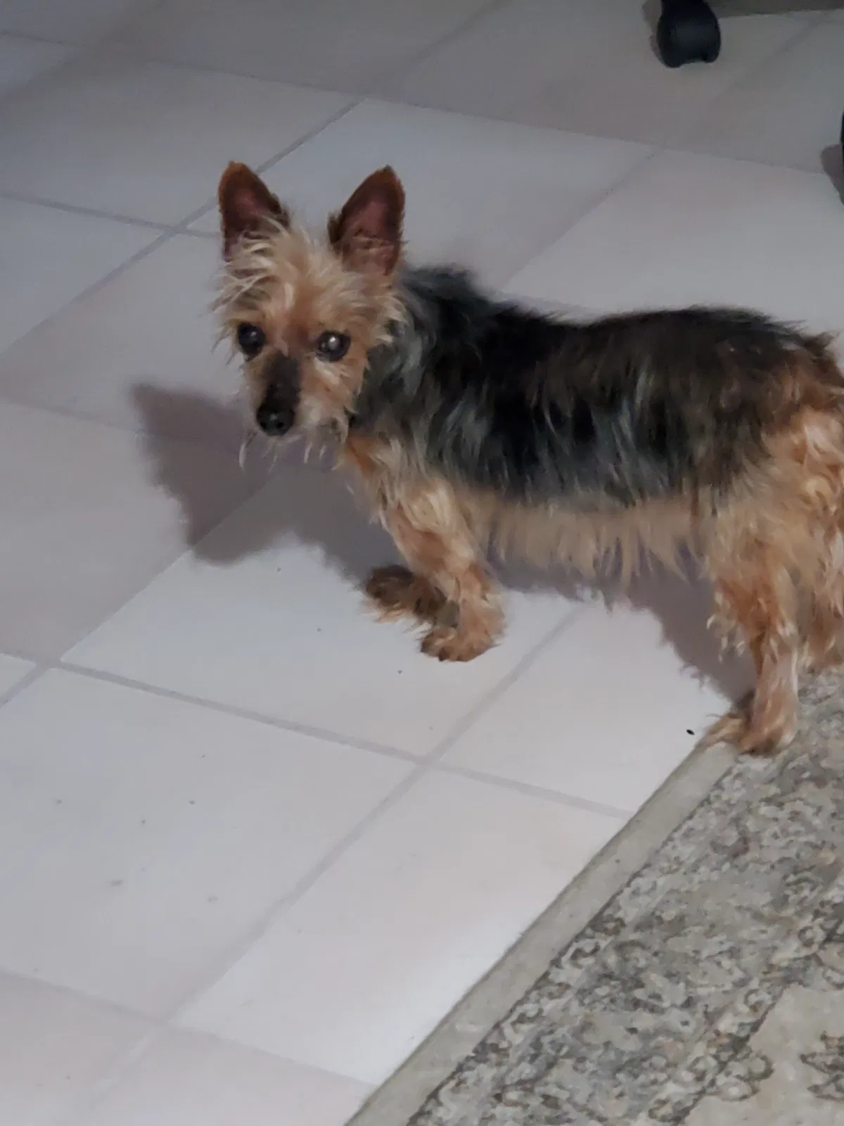 Lost dog in East Earl, PA, 17519