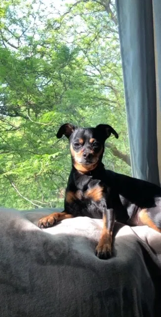Lost dog in Chicago, IL, 60610