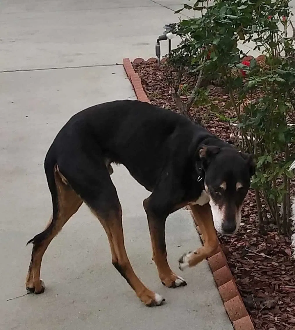 Lost dog in Covina, CA, 91723