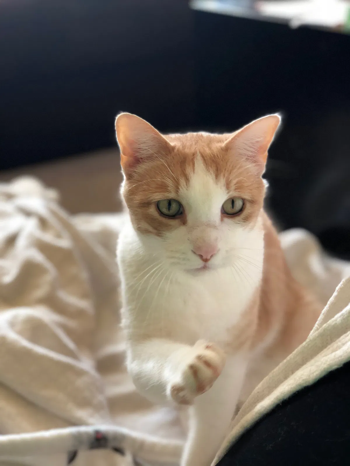 Lost cat in Little Rock, AR, 72223