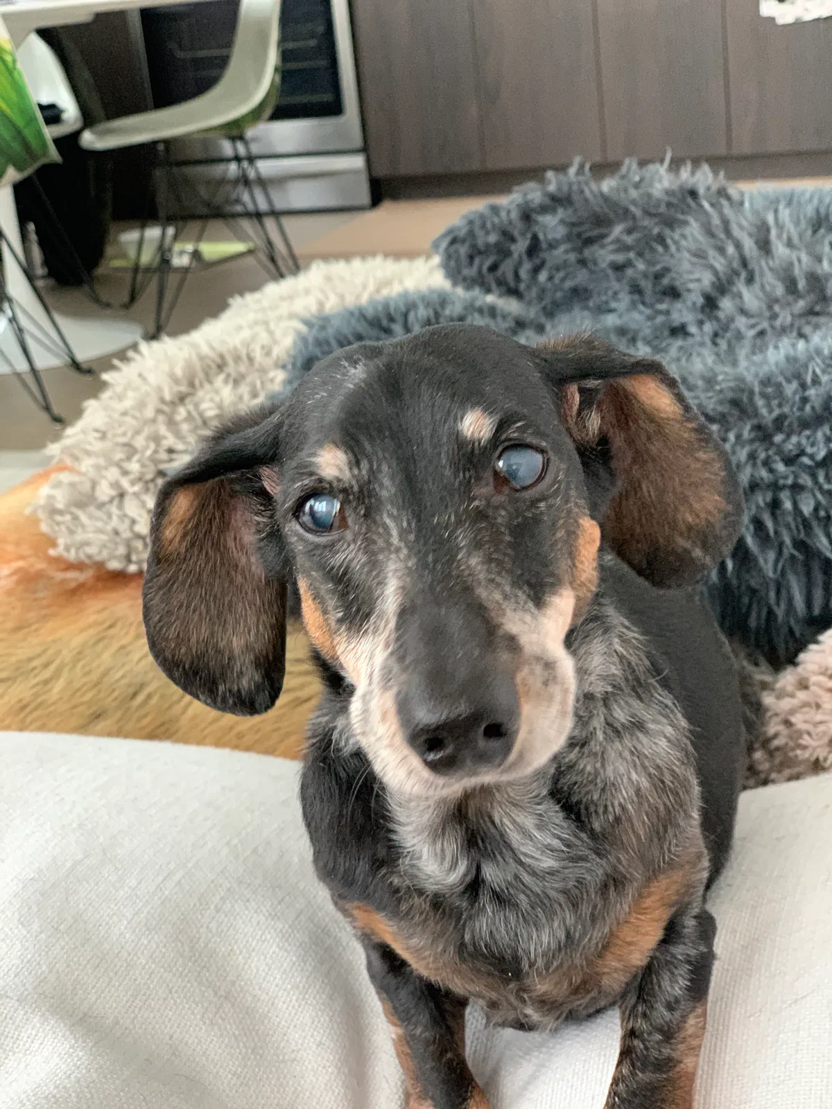 Lost dog in Crescent, PA, 15046