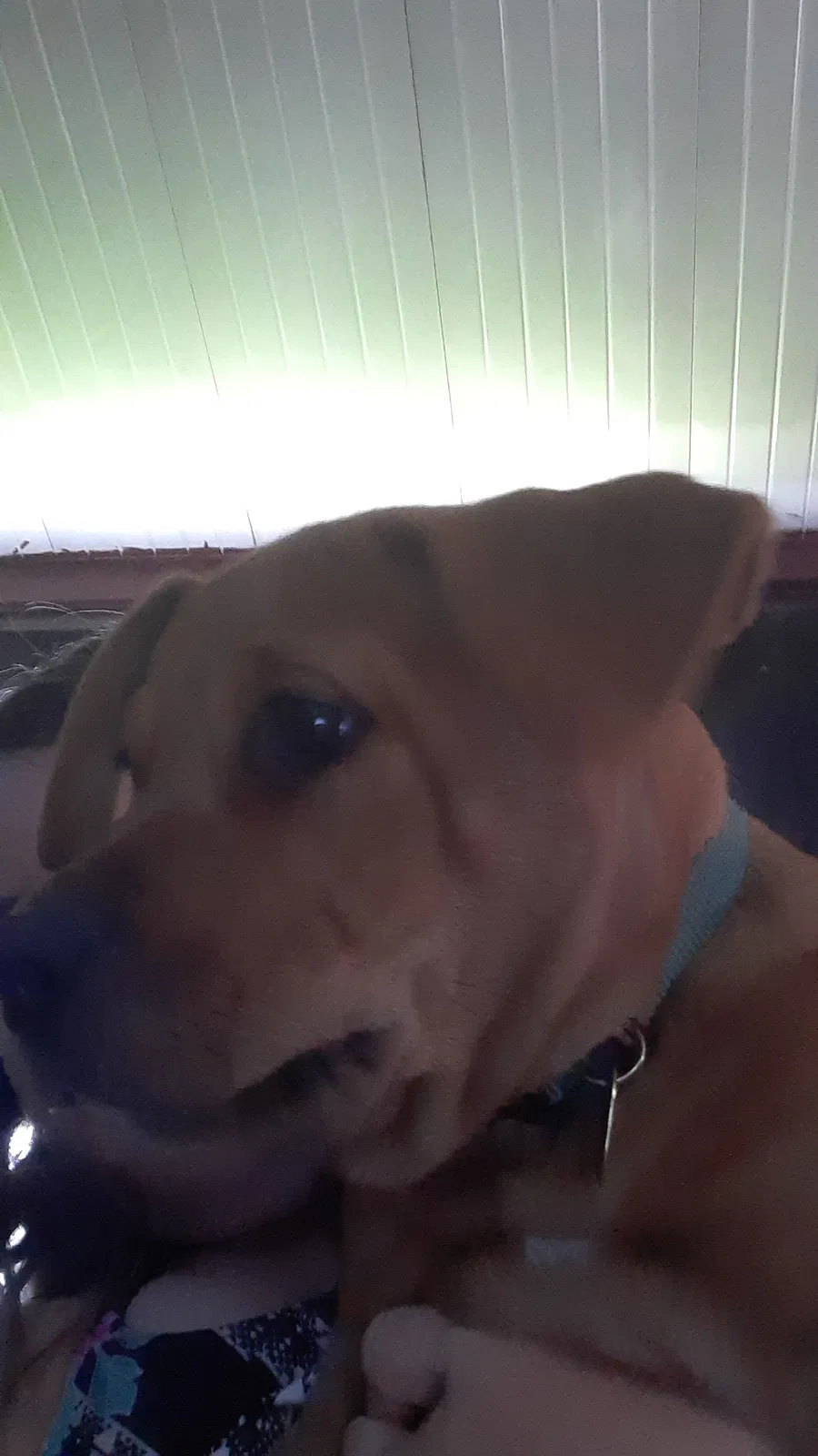 Lost dog in Leesburg, FL, 34788
