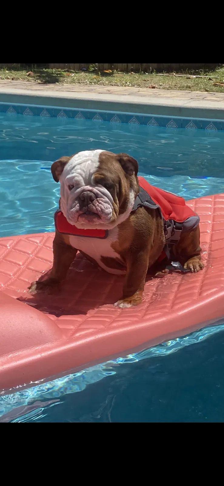 Lost dog in Destin, FL, 32541