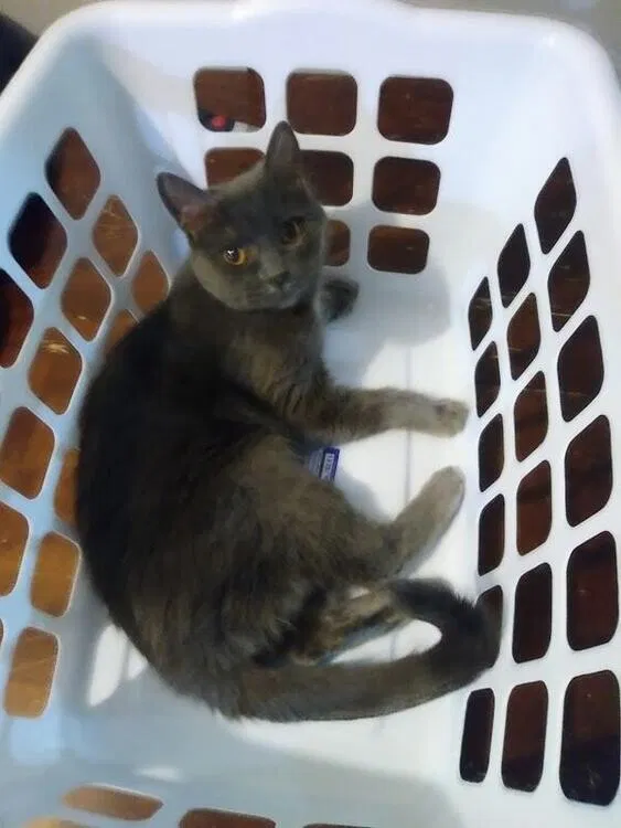 Lost cat in Flint, MI, 48507