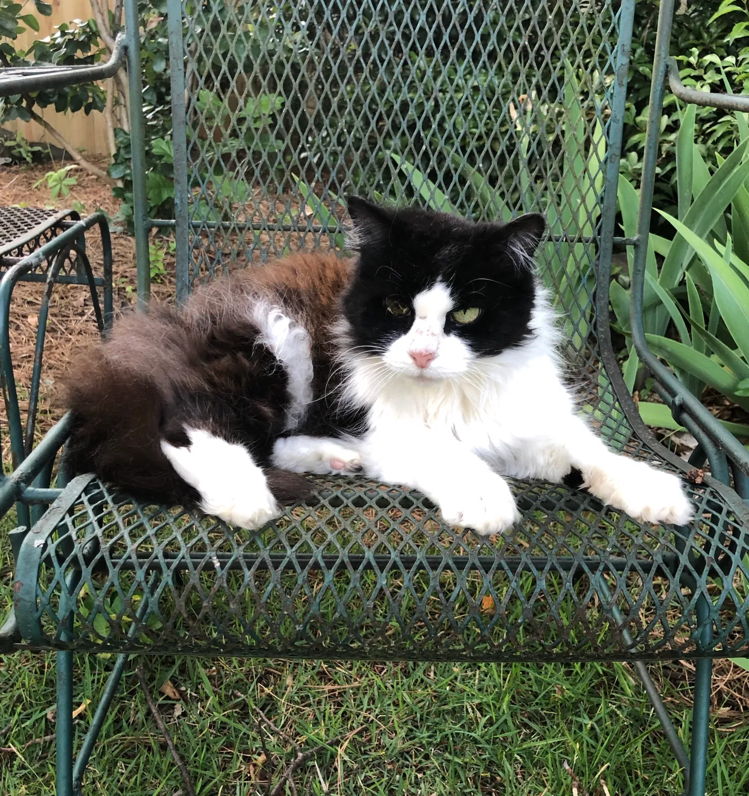 Lost cat in Atlanta, GA, 30306