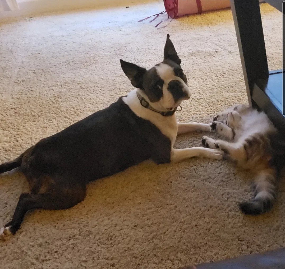 Lost dog in Clarksville, TN, 37042