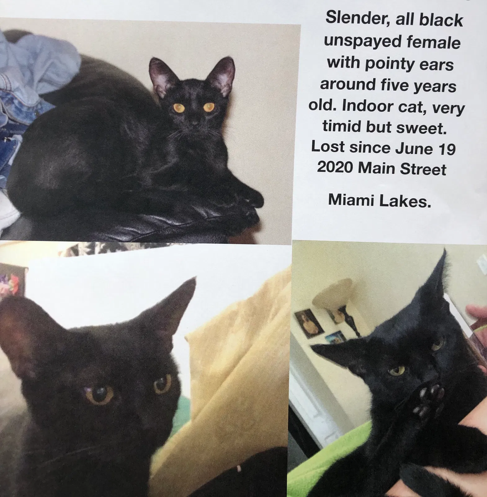 Lost cat in Hialeah, FL, 33014