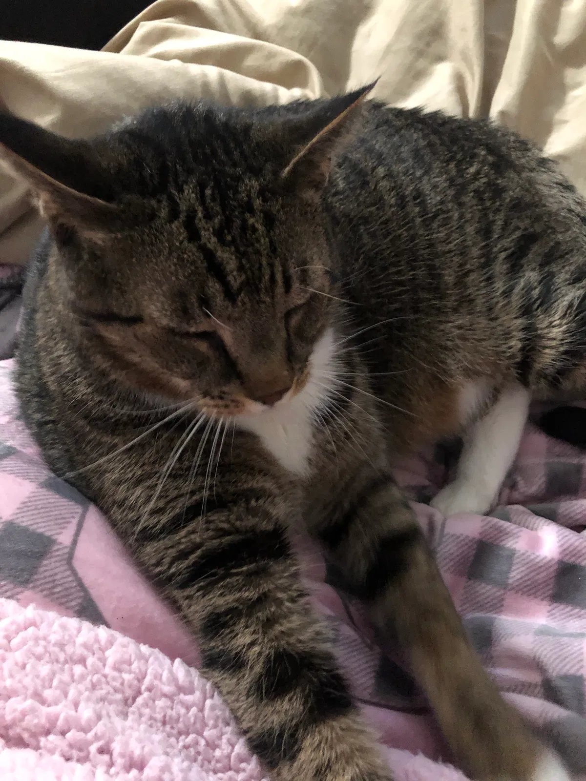 Lost cat in Savannah, GA, 31410