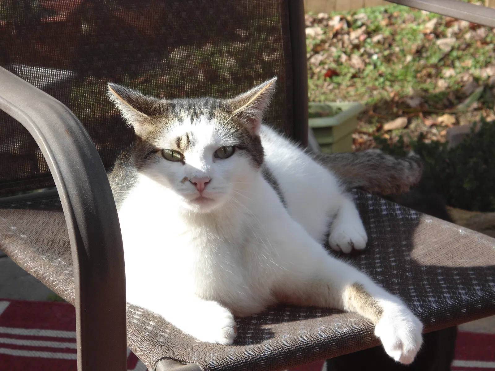 Lost cat in Birmingham, AL, 35226