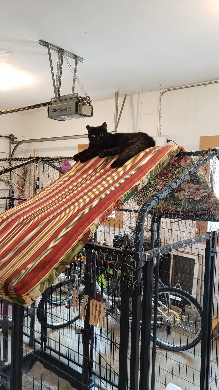 Lost cat in Wadsworth, IL, 60083