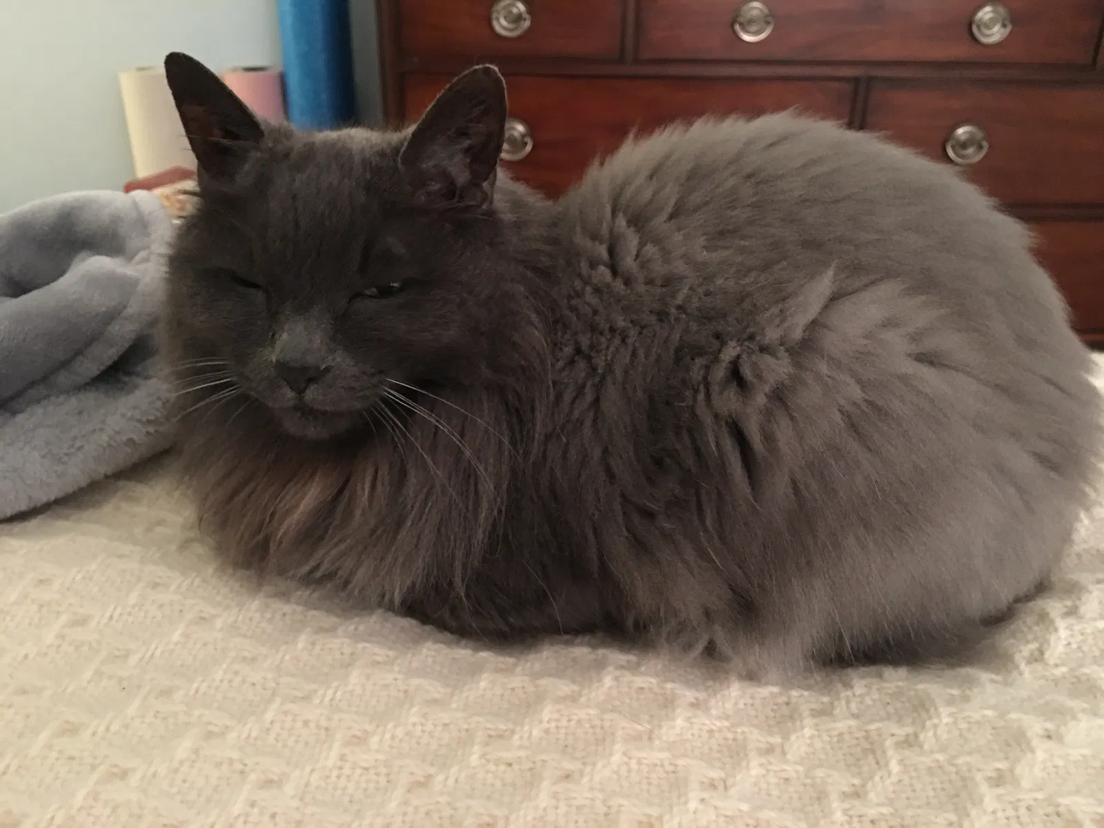 Lost cat in Morgan Hill, CA, 95037