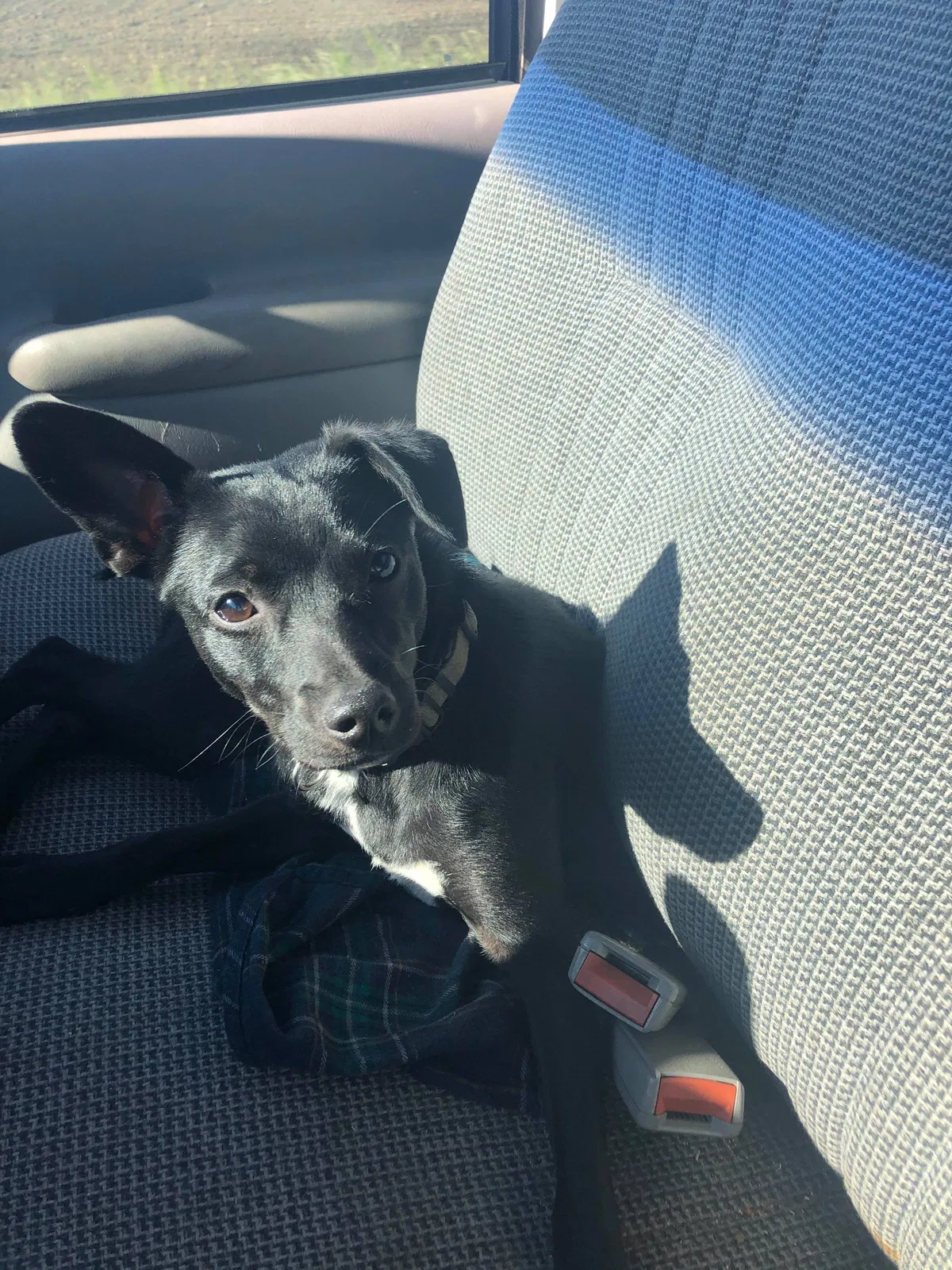 Lost dog in Toledo, OH, 43617