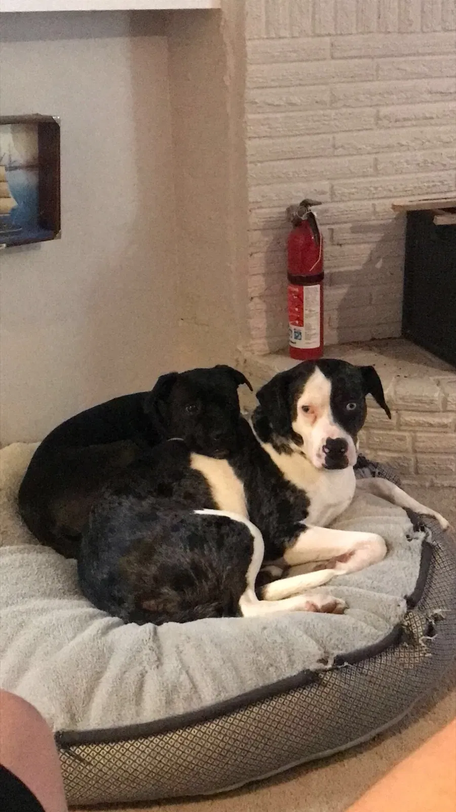 Lost dog in La Conner, WA, 98257