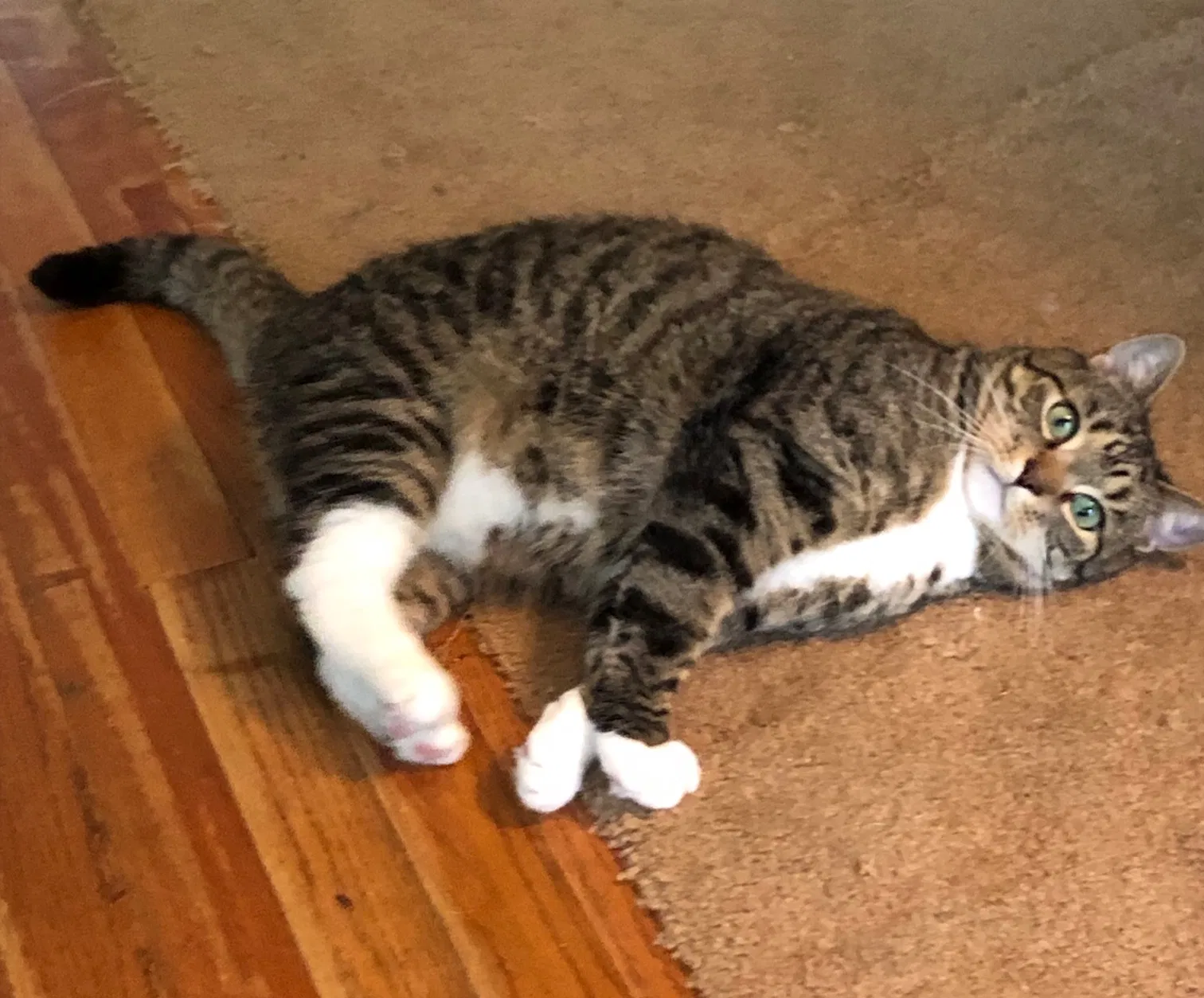 Lost cat in Milford, PA, 18337