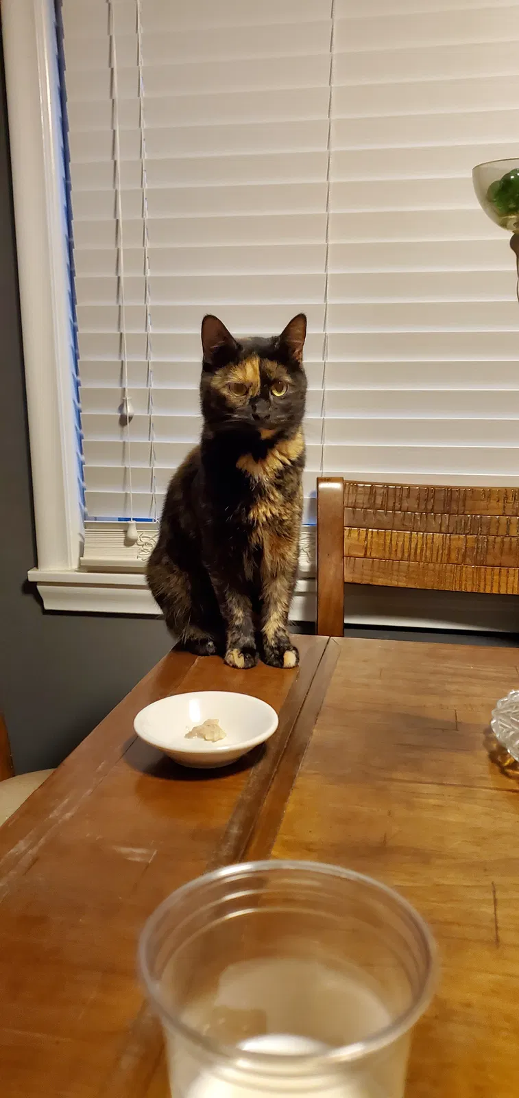 Lost cat in South Saint Paul, MN, 55075