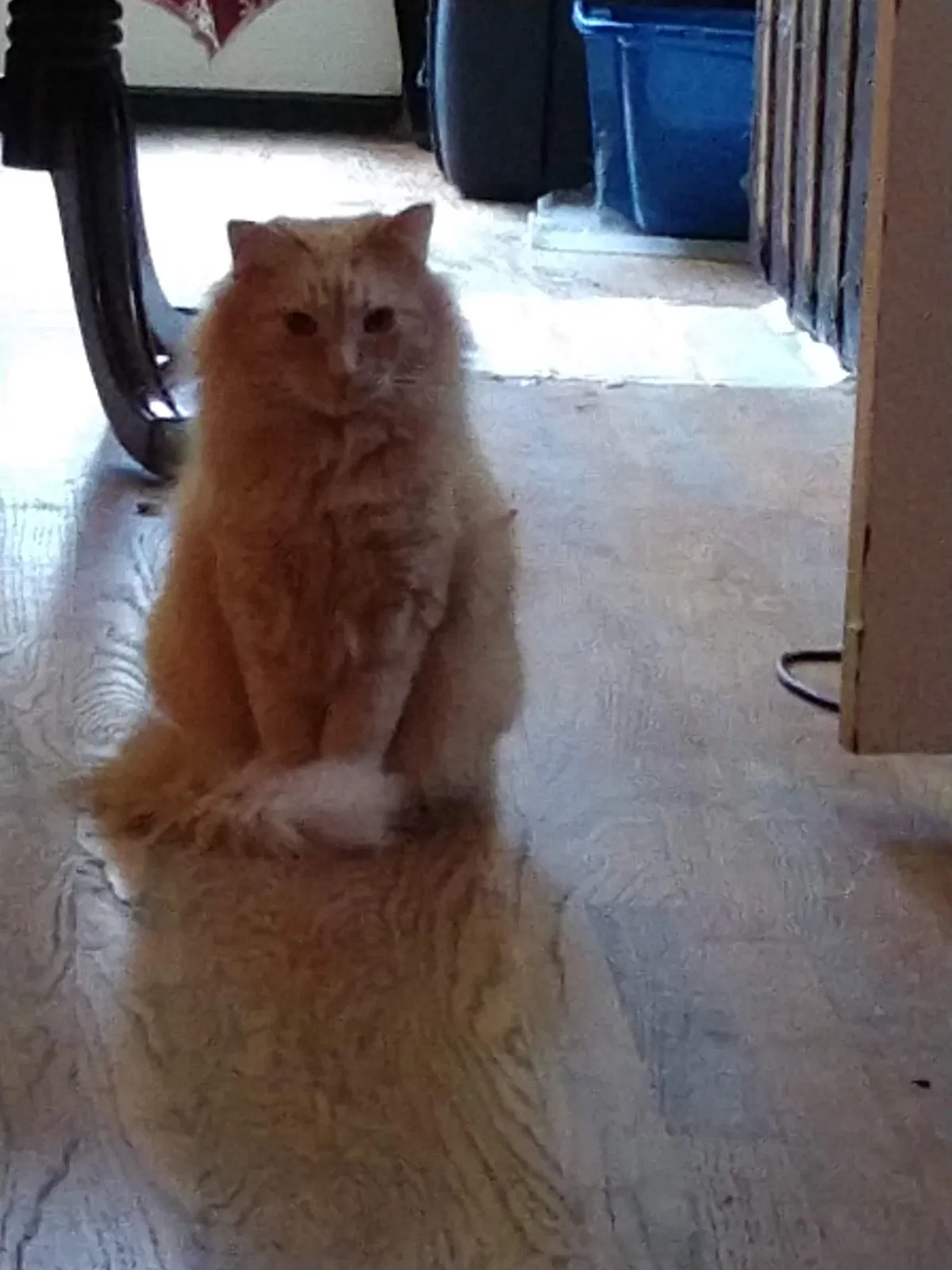 Lost cat in Salem, OR, 97301